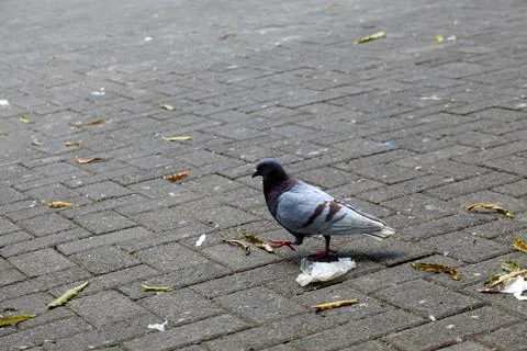 Pigeons on the grass in the park. Selective focus. Stock Photos