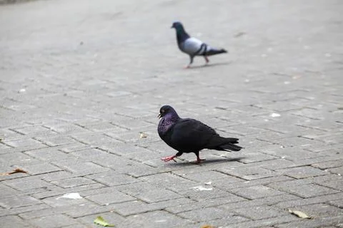 Pigeons on the grass in the park. Selective focus. Stock Photos