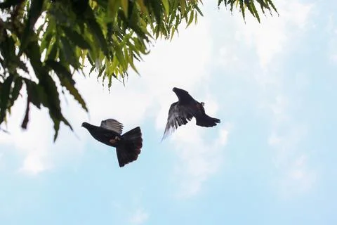 Pigeons on the grass in the park. Selective focus. Stock Photos