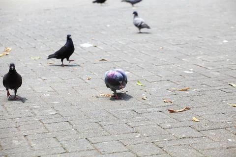 Pigeons on the grass in the park. Selective focus. Stock Photos