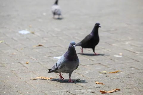 Pigeons on the grass in the park. Selective focus. Stock Photos