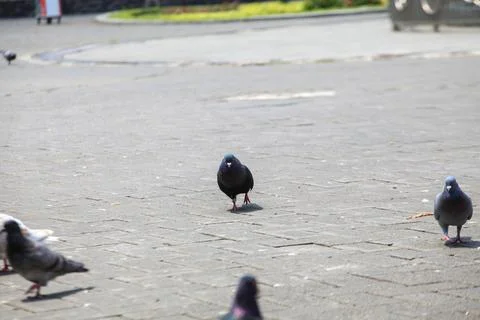 Pigeons on the grass in the park. Selective focus. Stock Photos