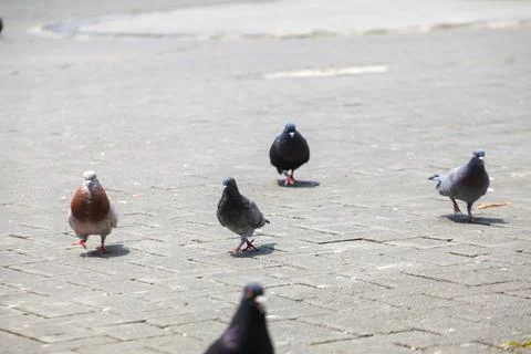 Pigeons on the grass in the park. Selective focus. Stock Photos