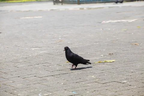 Pigeons on the grass in the park. Selective focus. Stock Photos