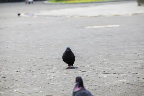 Pigeons on the grass in the park. Selective focus. Stock Photos