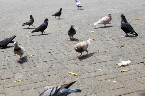 Pigeons on the grass in the park. Selective focus. Stock Photos