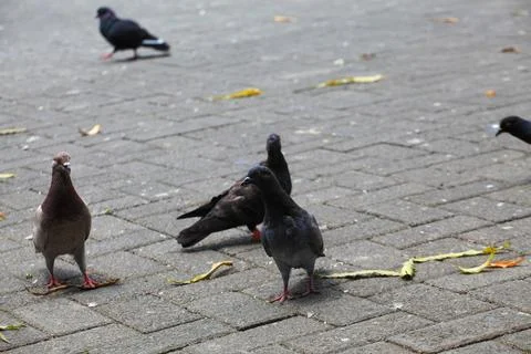 Pigeons on the grass in the park. Selective focus. Stock Photos