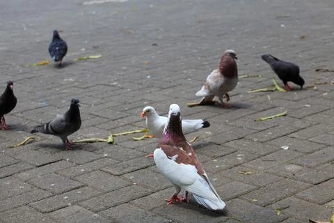 Pigeons on the grass in the park. Selective focus. Stock Photos