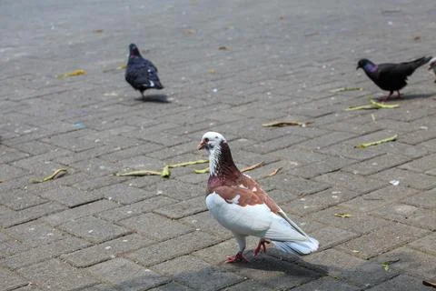 Pigeons on the grass in the park. Selective focus. Stock-Fotos