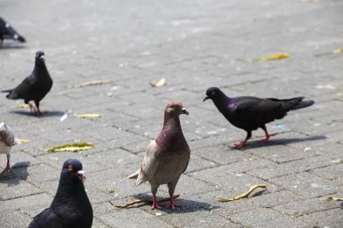 Pigeons on the grass in the park. Selective focus. Stock Photos