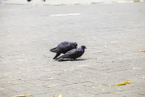 Pigeons on the grass in the park. Selective focus. Stock Photos