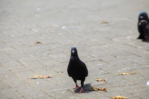 Pigeons on the grass in the park. Selective focus. Stock Photos