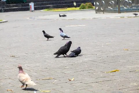 Pigeons on the grass in the park. Selective focus. Stock Photos