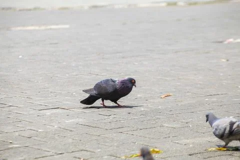 Pigeons on the grass in the park. Selective focus. Stock Photos