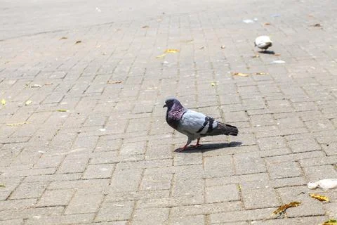 Pigeons on the grass in the park. Selective focus. Stock Photos