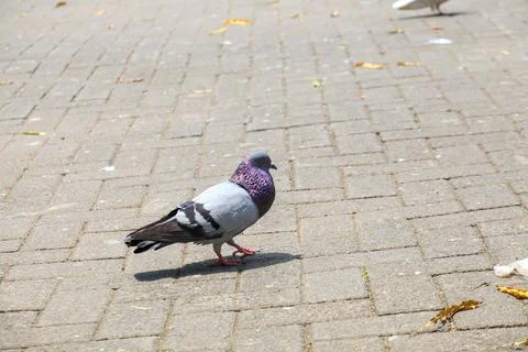 Pigeons on the grass in the park. Selective focus. Stock Photos