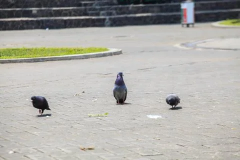 Pigeons on the grass in the park. Selective focus. Stock Photos