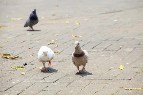 Pigeons on the grass in the park. Selective focus. Stock Photos