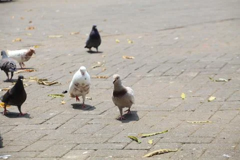 Pigeons on the grass in the park. Selective focus. Stock Photos