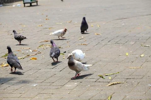 Pigeons on the grass in the park. Selective focus. Stock Photos