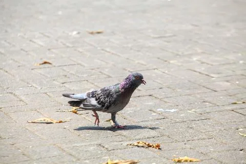 Pigeons on the grass in the park. Selective focus. Stock Photos