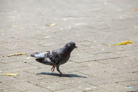 Pigeons on the grass in the park. Selective focus. Stock Photos
