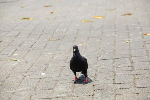 Pigeons on the grass in the park. Selective focus. Stock Photos