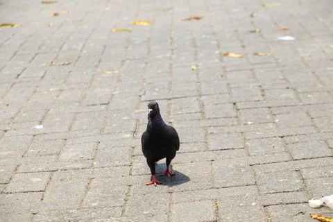 Pigeons on the grass in the park. Selective focus. Stock Photos