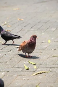 Pigeons on the grass in the park. Selective focus. Stock Photos