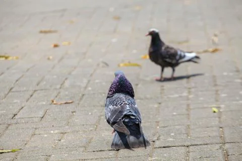 Pigeons on the grass in the park. Selective focus. Stock Photos