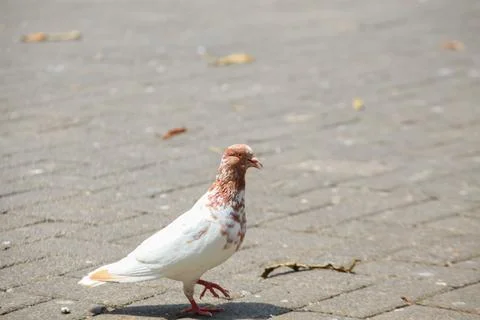 Pigeons on the grass in the park. Selective focus. Stock Photos