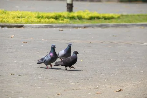 Pigeons on the grass in the park. Selective focus. Stock-Fotos