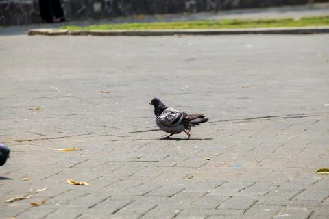 Pigeons on the grass in the park. Selective focus. Stock Photos