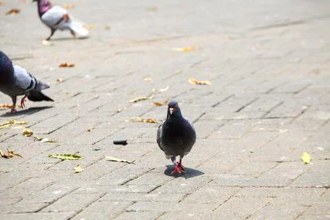 Pigeons on the grass in the park. Selective focus. Stock Photos