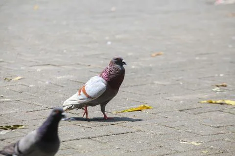 Pigeons on the grass in the park. Selective focus. Stock-Fotos