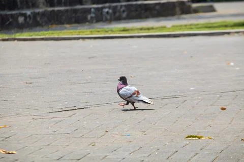 Pigeons on the grass in the park. Selective focus. Stock Photos