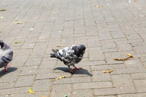 Pigeons on the grass in the park. Selective focus. Stock Photos