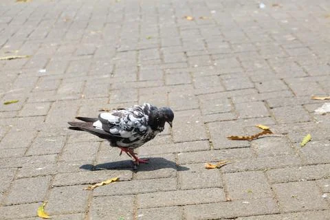 Pigeons on the grass in the park. Selective focus. Foto stock