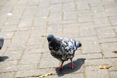 Pigeons on the grass in the park. Selective focus. Stock Photos