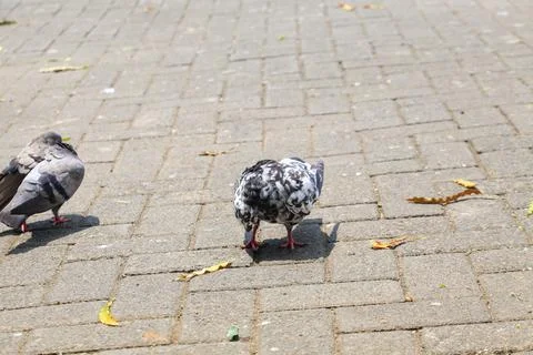 Pigeons on the grass in the park. Selective focus. Stock Photos