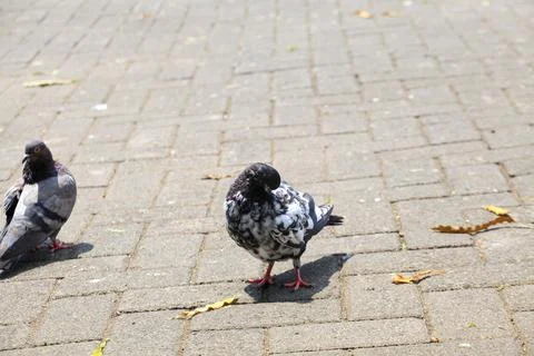 Pigeons on the grass in the park. Selective focus. Stock Photos