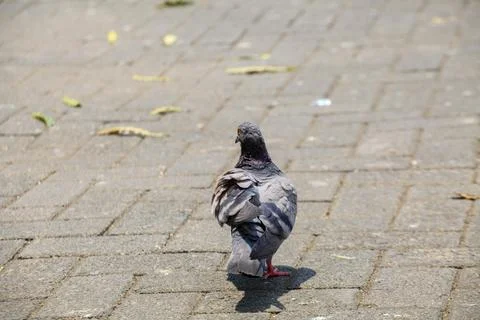 Pigeons on the grass in the park. Selective focus. Stock-Fotos