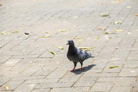 Pigeons on the grass in the park. Selective focus. Stock Photos
