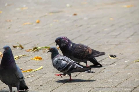 Pigeons on the grass in the park. Selective focus. Stock Photos