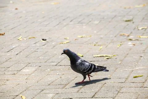 Pigeons on the grass in the park. Selective focus. Stock Photos