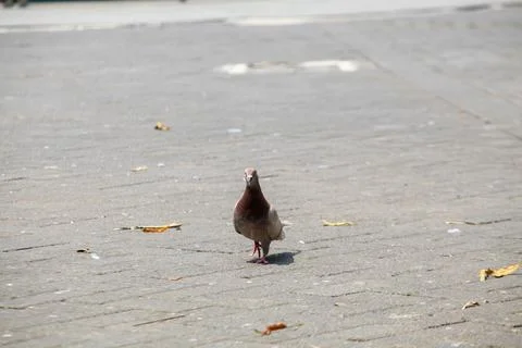 Pigeons on the grass in the park. Selective focus. Stock Photos