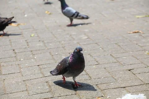 Pigeons on the grass in the park. Selective focus. Stock Photos