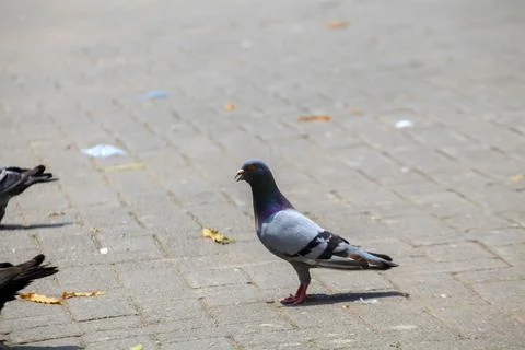 Pigeons on the grass in the park. Selective focus. Stock-Fotos