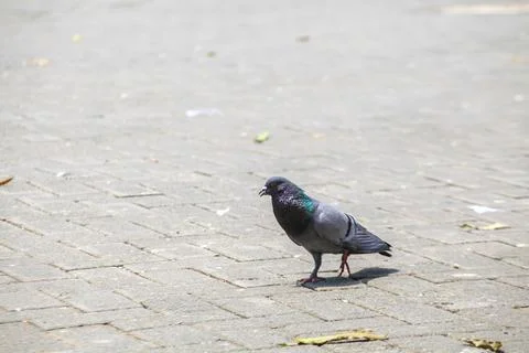 Pigeons on the grass in the park. Selective focus. Stock Photos