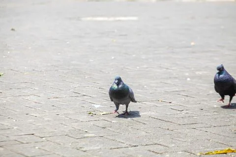 Pigeons on the grass in the park. Selective focus. Stock Photos